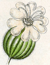 Female campion flower